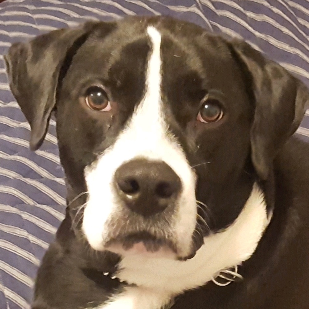 Meet your Posher, Manly